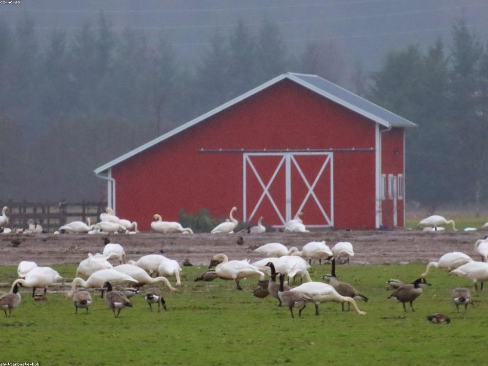Suasana Peternakan Gandhi Farm